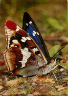 Animaux - Papillons - Apatura Iris L - Grosser Schillerfalter - Purple Emperor - Grand Mars Changeant - CPM - Voir Scans - Mariposas