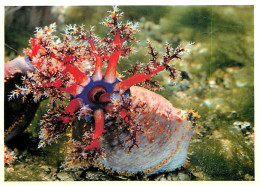 Animaux - Poissons - Aquarium De La Rochelle - Hotothurie Tricolore - Pseudocolochirus Axiologus - Carte Neuve - CPM - V - Fische Und Schaltiere