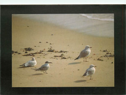 Animaux - Oiseaux - Loire Atlantique - Oiseaux De Mer - CPM - Voir Scans Recto-Verso - Oiseaux