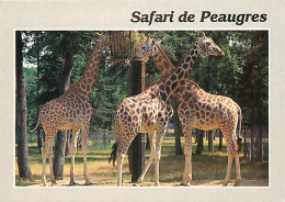 Animaux - Girafes - Peaugres - Safari Parc - Carte Neuve - CPM - Voir Scans Recto-Verso - Giraffe