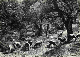 Animaux - Moutons - CPM - Voir Scans Recto-Verso - Sonstige & Ohne Zuordnung