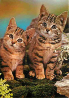 Animaux - Chats - Chatons - CPM - Voir Scans Recto-Verso - Gatti