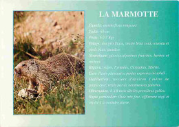 Animaux - Marmottes - CPM - Voir Scans Recto-Verso - Sonstige & Ohne Zuordnung