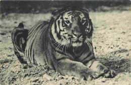 Animaux - Fauves - Tigre - Tigre Du Bengale - Museum National D'Histoire Naturelle - Parc Zoologique Du Bois De Vincenne - Tiger