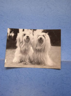 In Posa-fg-1960 - Hunde