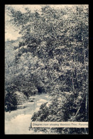 PANAMA - CHAGRES RIVER SHOWING BAMBOO TREE - Panama