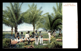 PORTO RICO - A BUNCH OF COCONUT PICKERS - Puerto Rico