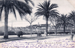 06 - Alpes Maritimes -  CANNES - Boulevard De La Croisette - 1903 - Cannes