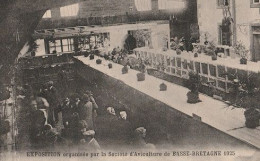 BASSE BRETAGNE - Exposition Organisée Par La Société D'Aviculture De... - 1925 - ELEVAGE - CPA TBon état - Autres & Non Classés