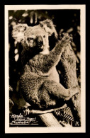 AUSTRALIE - KOALA - Altri & Non Classificati