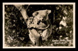 AUSTRALIE - KOALA - NATIVE BEAR - Altri & Non Classificati