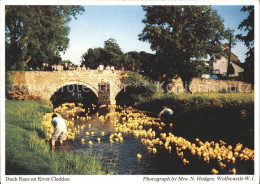 72132438 Pembrokeshire Duck Race On River Cleddau Pembrokeshire - Altri & Non Classificati