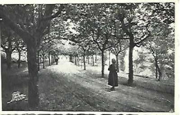 Portugal & Marcofilia, Luso, Avenida Do Castanheiro, Ed. Adelino Carvalho, Luso, Lisboa 1951 (776) - Autres & Non Classés