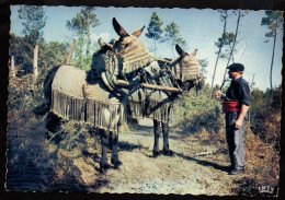 Lande , Attelage De Mules - Other & Unclassified