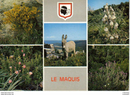 Corse Ile D'Amour N°504 Bouquet Du Maquis Ane 5 Vues Fleurs Colomba VOIR DOS - Autres & Non Classés