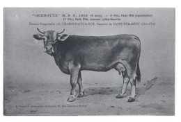 Vache Quenotte H.B.C. 1925 (4 Ans) - 1er Prix, Paris 1926, Concours Laitier-Beurrier - Saint Philibert (Côte D' Or) - Breeding