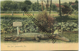 Florida - Jacksonville - Big Joe - Alligator - Edition The Rotograph Co. N. Y. City 1904 - Jacksonville