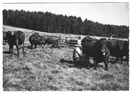 15 - La Traite Des Vaches En Montagne - L'auvergne -  Editions Bos Aurilla - Other & Unclassified