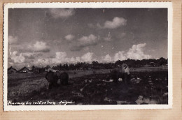 01028 ●  Indochine Viet Nam SAIGON Travaux Des Cultivateurs Labour Rizière Plowing Rice 06.07.1952 Vietnam - Vietnam