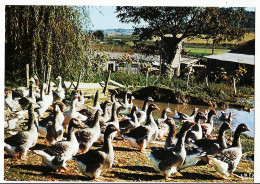 01218 / Dordogne Perigord L'ELEVAGE Des OIES Images France 1985s -CIGOGNE 24138 Cpagr - Other & Unclassified