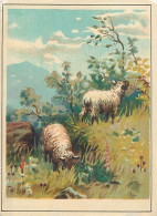 Véritable Chromolithographie : MOUTONS DANS UN PRE. - Andere & Zonder Classificatie