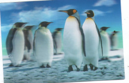 Czech Republic 2024 - Special Postcard, Personalised Stamps, Postage Used - Penguins