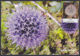 Inde India 2013 Maximum Max Card Globe Thistle, Flower, Flowers, Flora - Storia Postale