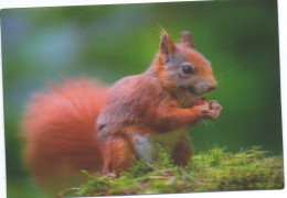 Czech Republic 2024 - Squirell, Special Postcard, Personalised Stamps, Postage Used - Other & Unclassified