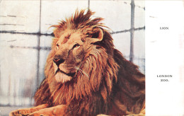 R333822 London Zoo. Lion. Zoological Society Of London. 1937 - Otros & Sin Clasificación