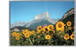 LE MONT AIGUILLE 38 - Vue Générale Prise D'un Champs De Fleur Tournesol - Other & Unclassified