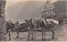 R333885 Clovelly. The Donkeys. Judges. Photogravure. 7555 - Wereld