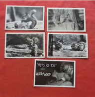 Lot Of 5 Cards.    RPPC. Squirrel    Ref 6408 - Other & Unclassified