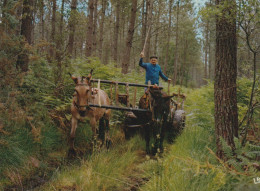 Dans Les LANDES - Attelage De Mules - CPSM - Autres & Non Classés