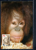 NETHERLANDS HOLLAND NEDERLAND OLANDA 1988 NATURAL ARTS MAGISTRA ZOOLOGICAL SOC. SAM ORANGUTAN 75+35c MAXI MAXIMUM CARD - Maximumkaarten