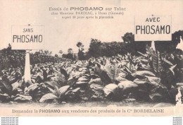 33 ESSAIS DE PHOSAMO SUR TABAC CHEZ MONSIEUR PARDIAC A HURE ASPECT 30 JOURS APRES LA PLANTATION - Cultivation