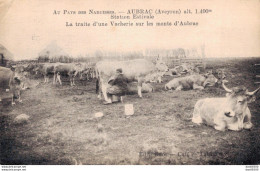 12 AUBRAC LA TRAITE D'UNE VACHERIE SUR LES MONTS D'AUBRAC - Elevage