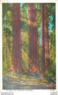 THE FREAT GIANT REDWOODS CALIFORNIA - Other & Unclassified