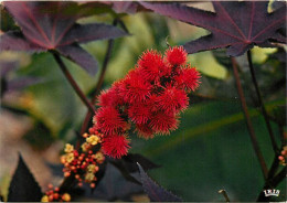 Fleurs - Fleur Tropicale - 6297 - Ricin Rouge - CPM - Carte Neuve - Voir Scans Recto-Verso - Flowers