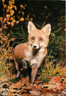 Animaux - Renards - Fox - CPM - Voir Scans Recto-Verso - Sonstige & Ohne Zuordnung