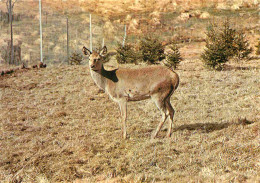 Animaux - Cervidés - Biche De Cerf Royal - Carte Dentelée - CPSM Grand Format - Carte Neuve - Voir Scans Recto-Verso - Andere & Zonder Classificatie