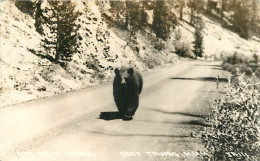 Animaux - Ours - East Tawas Mich - Bear - CPSM Format CPA - Voir Scans Recto-Verso - Ours