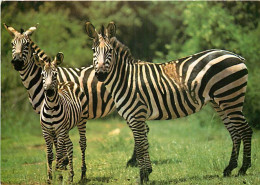 Animaux - Zèbres - Rwanda - Parc De L'Akagera - Zèbres De Burchell - CPM - Voir Scans Recto-Verso - Zebre