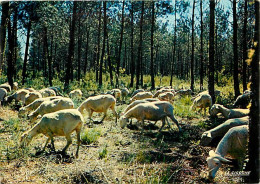 Animaux - Moutons - Moutons En Forêt Dans Les Landes - CPM - Voir Scans Recto-Verso - Other & Unclassified