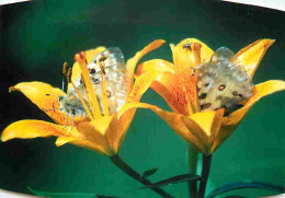 Animaux - Papillons - Alpes Du Sud - Parnassius Appollo - Fleurs - Lys Orangé - CPM - Voir Scans Recto-Verso - Papillons