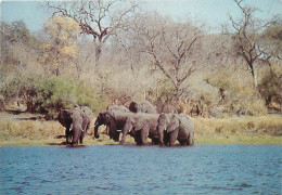 Animaux - Eléphants - Zimbabwe - Elephant On Edge Of Lake Kariba - Afrique Noire - Voir Timbre - CPM - Voir Scans Recto- - Elephants