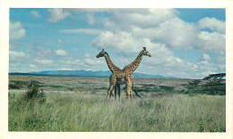 Animaux - Girafes - Collection Safari Prisunic - Carte Neuve - CPM - Voir Scans Recto-Verso - Giraffes