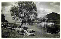 Animaux - Moutons - Abend Am Drachenfels - CPM - Voir Scans Recto-Verso - Sonstige & Ohne Zuordnung