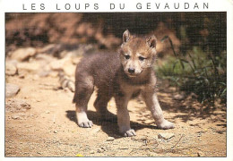 Animaux - Loups - Les Loups Du Gévaudan - Parc De Sainte Lucie à Marvejols - Louveteau - Zoo - Wolf - Lobo - CPM - Flamm - Autres & Non Classés