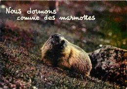 Animaux - Marmottes - CPM - Voir Scans Recto-Verso - Other & Unclassified