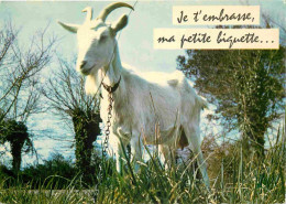 Animaux - Chèvres - Carte à Message Humoristique - CPM - Voir Scans Recto-Verso - Andere & Zonder Classificatie